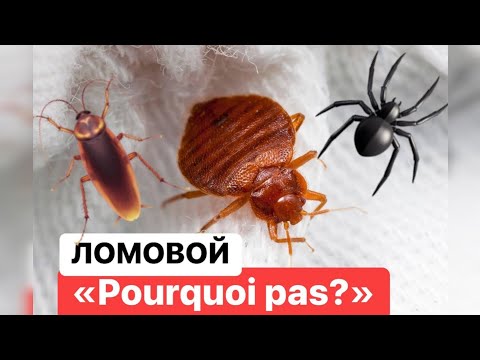 ЛОМОВОЙ - Pourquoi pas?