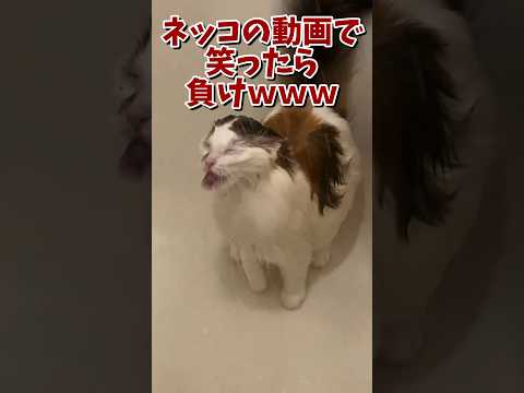 ネッコの動画で笑ったら寝ろｗｗｗ　#2ch #2ch動物スレ #2ch面白いスレ #動物 #犬 #猫 #癒やし #ねこ