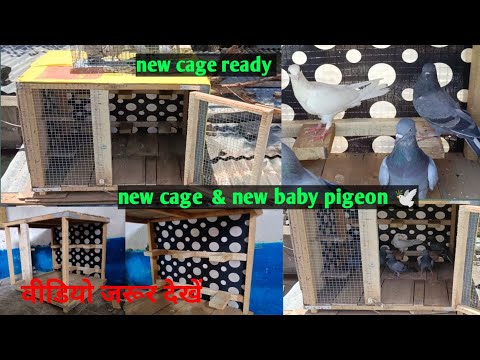 New cage for birds | new pigeon cage #kingflyingpigeons #kabutarvideo #newpigeon #newcage