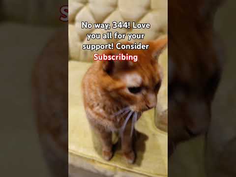 Consider subscribing ❤️ #cat #subscribe #fyp #viralvideo