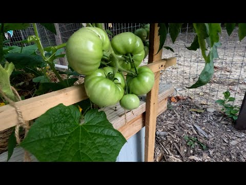 raised garden bed update