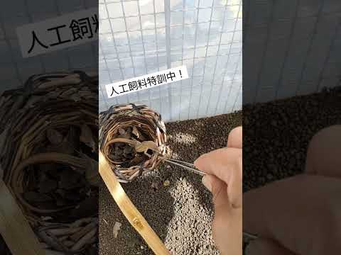 カナヘビは人工飼料に慣れるのか？