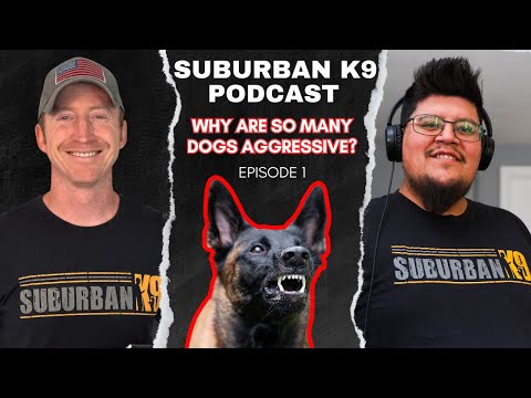 Why Are There So Many Aggressive Dogs? Balanced Dog Training Podcast Episode 1