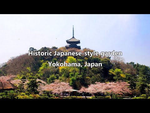 Spring in a Historic Japanese Garden  Yokohama, Japan