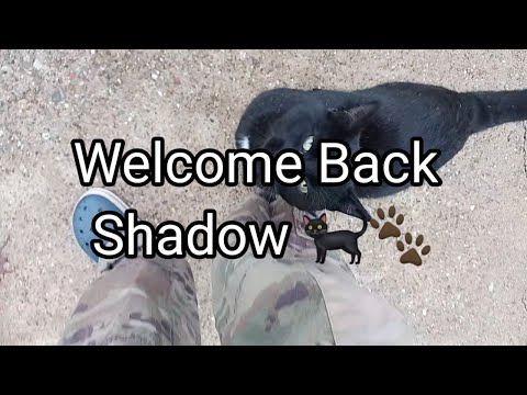 (1716) Welcome Back Shadow 🐈‍⬛ 🐾😻