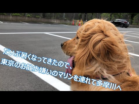 ５月２７日多摩川へ雨が続き久しぶりに晴れてきたのでマリンを連れて多摩川へお散歩へ行ってきましたが場所を変えても、なかなか周りが気になり歩いてくれず、しばし夫婦で話しながら待ちましたが動かず、