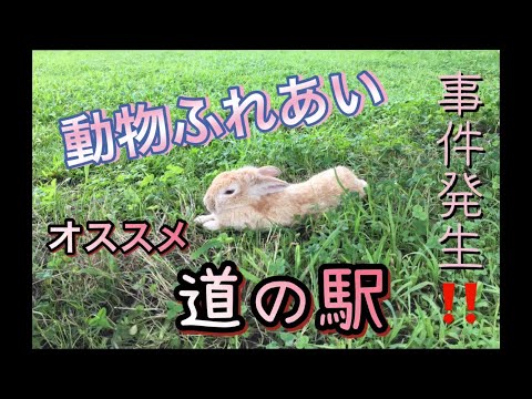 まるで動物園‼️【長距離トラック運転手】おすすめ道の駅❗️