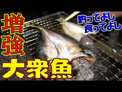 天日干し魚野外料理！前回の続きでピコグリルに日干し女王様と大衆魚を食らう！