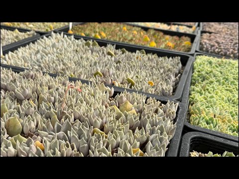 【多肉植物】植え替え雑談 2024.05.28