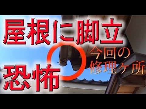 雨どいの修理　屋根に脚立を立てての作業　雨樋修理 作業