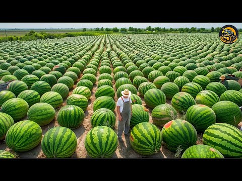 The Most Modern Agriculture Machines That Are At Another Level , How To Watermelons In Farm