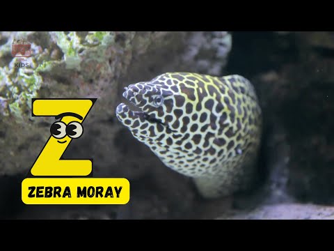 A to Z Sea Animals Song 🌊 | Fun Learning for Kids! 🐠🎶 | #abcd #kids