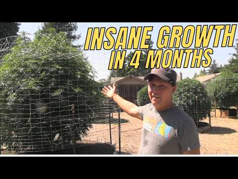 8-Foot Organic Cannabis Plants in 4 Months – TD’s Favorite Strains