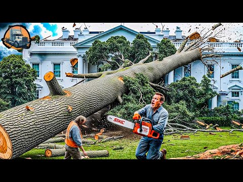 Dangerous Fastest Idiots Cutting Tree Fails Skill With Chainsaw | Heavy Equipment Fails