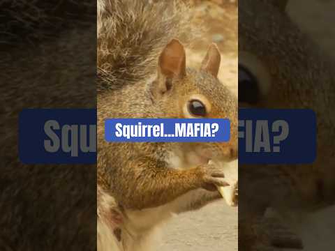 Squirrel Mafia Takes Over Sandra's Bakery!