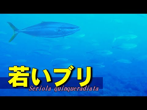 【 若いブリ 】様々な名前で呼ばれる出世魚　Seriola quinqueradiata