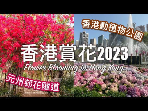 【香港】2023 元州邨花隧道 🌸 香港動植物公園 繡球花｜ // Un Chau Estate Flower Tunnel & Hong Kong Park