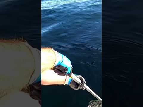 Canary Rockfish. #fishing #pacificocean #rockfish