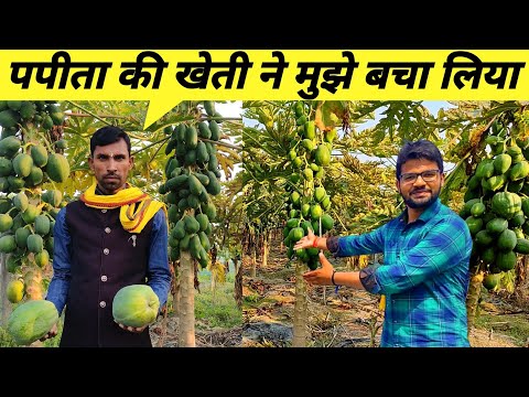 Red lady पपीते ने मुझे बर्बाद होने से बचा लिया 🔥🔥 | papita ki kheti | papaya farming