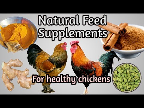 Natural Feed Supplements to Boast your chickens immunity and maintain productivity in winter|