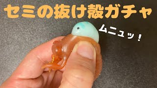 【ガチャガチャ】中からムニュッと！セミの抜け殻ガチャがキモすぎた！