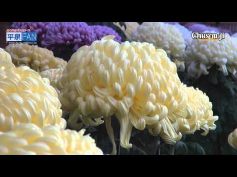 【English】Chuson-ji Chrysanthemum Festival