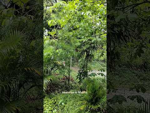 Barish #nature #morningview #dharwad #karnataka #shortsvideo #youtubeshorts @awesometowishful