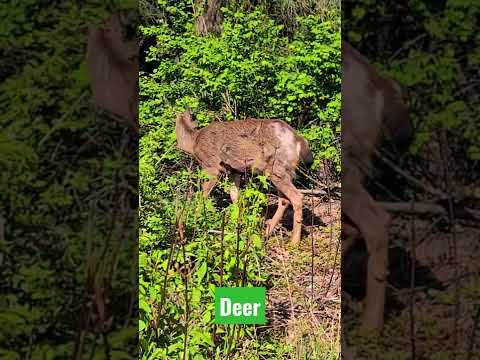 A Deer #shorts #4k