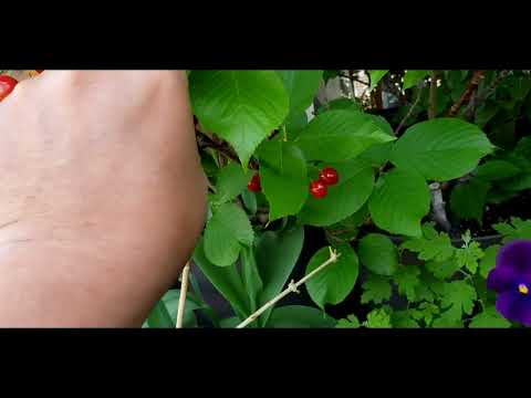 4K - Eid Mubarak 2022 in Japan Harvesting Japan's cherry at my narrow veranda