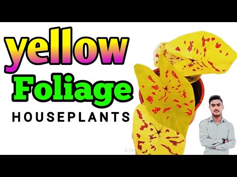 Yellow And Golden Foliage house plants indoor plants! indoor plants for decoration Easy house plants