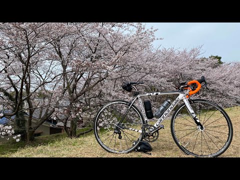 お花見🌸&南湖一周🚴