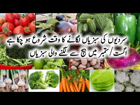 vegetables To Grow In August/September|اگست میں کون سی سبزیاں اگا سکتے ہیں /Monsoon Vegitables