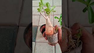 Sale - adenium bonsai-fied plants #plantsale #homesellers #viral #adenium #shorts