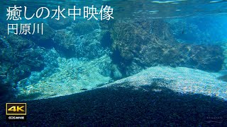 4K natural environmental sound Enbara River Healing underwater video + underwater sound