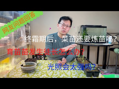 网友回答1：终霜期后，菜苗还要炼苗吗？育苗苗发生徒长怎么办？光照会太强吗？