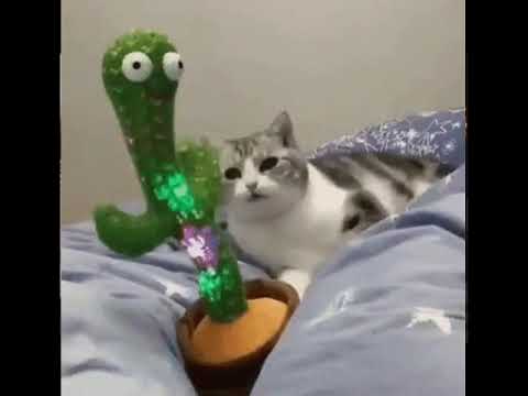 wiggle cactus kitty