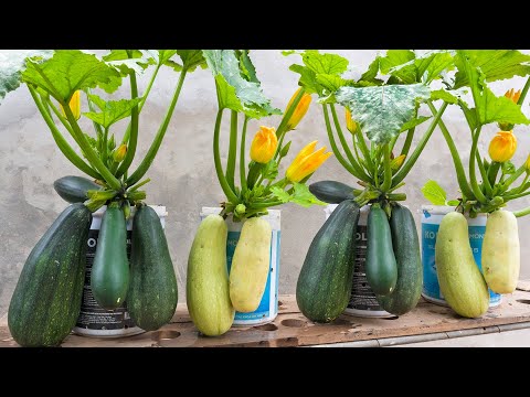 Great tip, Growing zucchini with husks in a pot of soil gives a lot of fruit