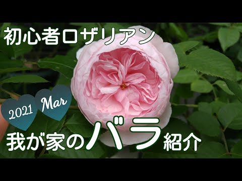 ガーデニング初心者の庭のバラ紹介【ER】♪昨年の開花の様子🌹