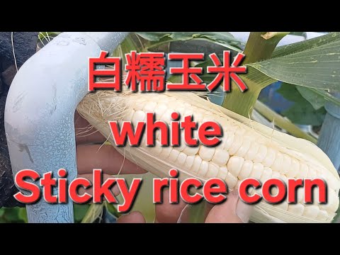 白糯米玉米 white Sticky rice corn