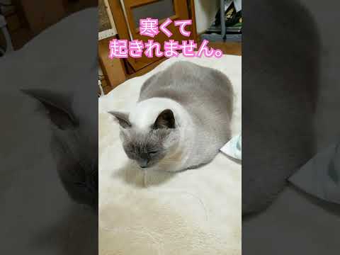 【朝寝坊お猫様】お布団を片付けさせないテトちゃん　#ねこ #cat