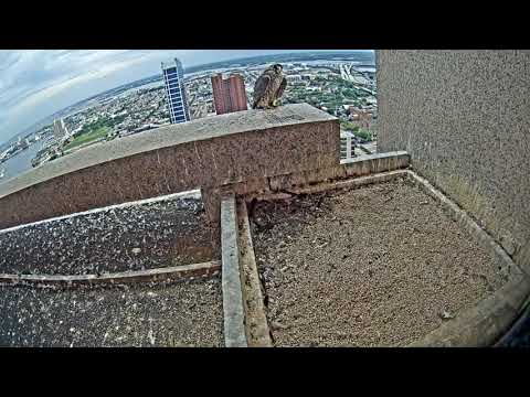 Peregrine Falcons Cam 06-24-2018 13:30:44 - 14:03:25