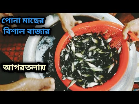 ত্রিপুরার সবচেয়ে বড় পোনা মাছের বাজার!!🐠💚