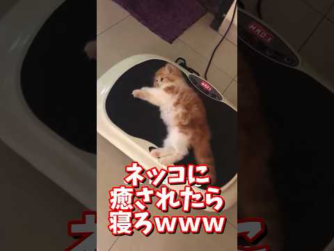 ネッコの動画で癒されたら寝ろｗｗｗ　#2ch #2ch動物スレ #2ch面白いスレ #動物 #犬 #猫 #癒やし #ねこ