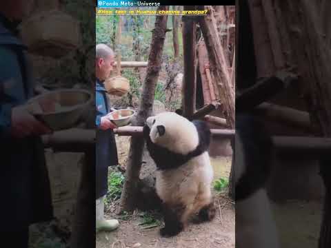 花花追爷爷有多快呢 How fast is Huahua chasing grandpa? #panda #cute #funny #giantpanda