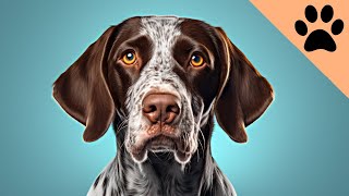 German Shorthaired Pointers: The pros and cons