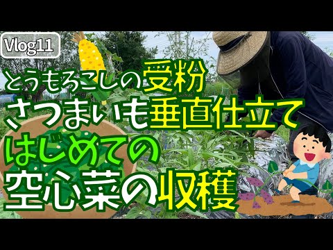 女ひとりで、はじめての有機栽培　自然栽培（無肥料・無農薬・耕さない・基本水やりなし　不耕起）　さつまいも垂直仕立て　初めての収穫　空心菜　エンサイ　とうもろこし　受粉　 Vlog 11　 菌ち