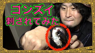 刺されて検証！毒魚ゴンズイに刺されたらこうなる＆入浴剤で治る！？