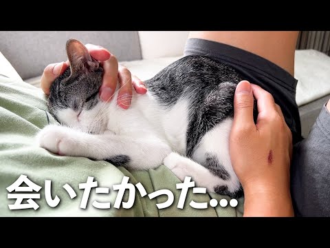 保護した子猫がついに…まさか事態に涙です。パパが出張から帰宅｜犬と猫｜保護猫｜大きいトイプードル