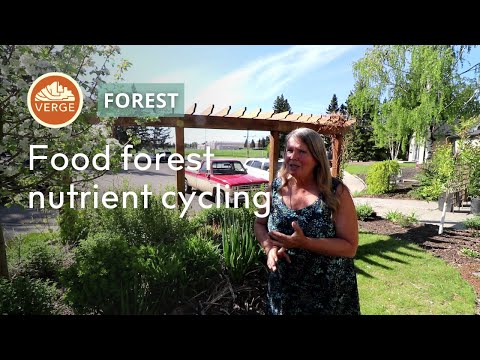 Food Forest Maintenance: How to Manage Nutrient Cycles