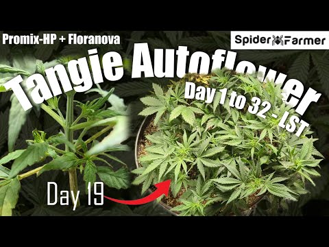 How I Grow E22 - How to LST Day 1-30 - Tangie Autoflower - Spiderfarmer SF4000 Kit